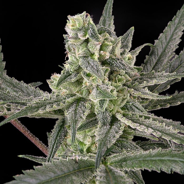 Ripper Seeds - Old School (fem.)