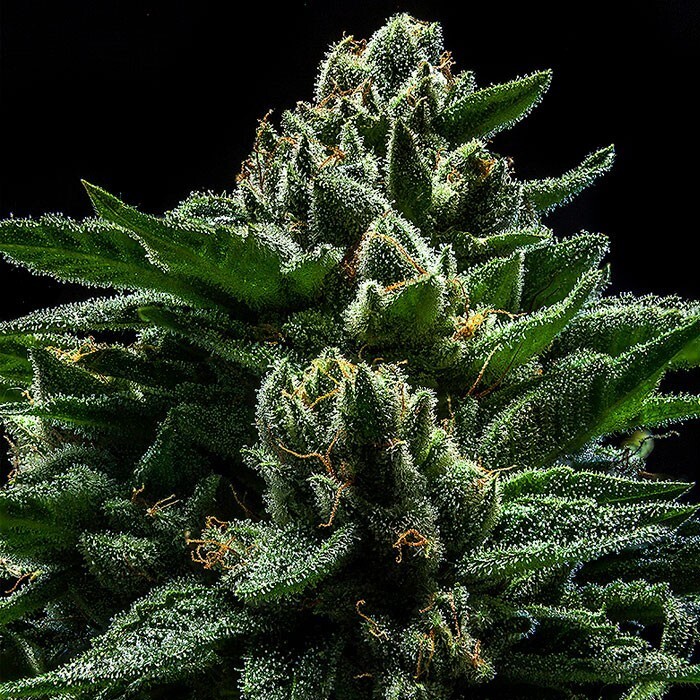Ripper Seeds - DO-G (fem.)