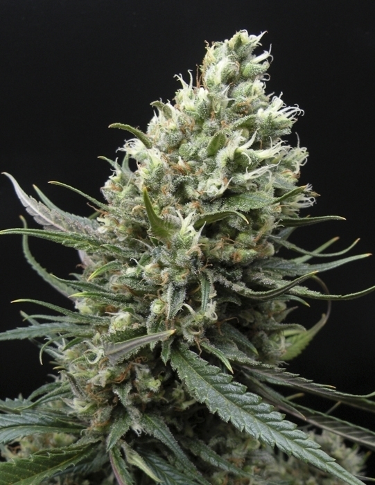Ripper Seeds - Ripper Haze (fem.)