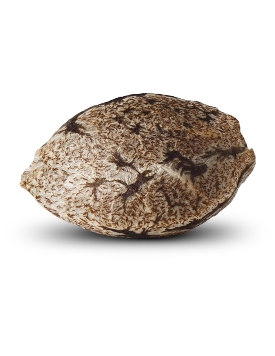 Ripper Seeds - Ripper Haze (fem.)