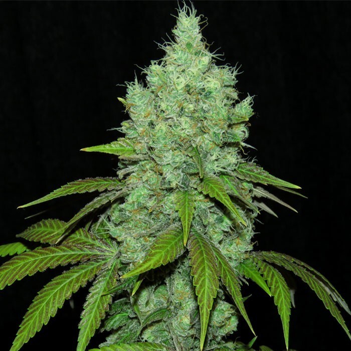Ripper Seeds - Black Valley (fem.)