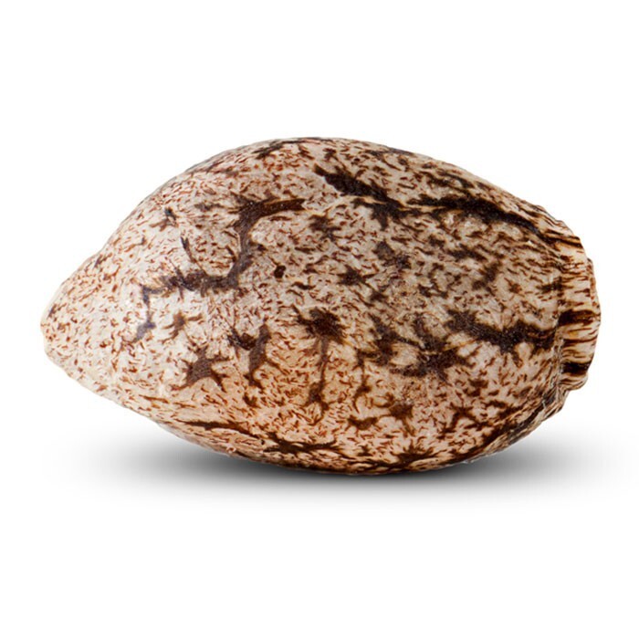 Ripper Seeds - Black Valley (fem.)