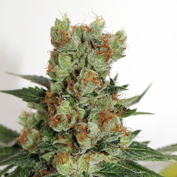 Ripper Seeds - Fuel OG (fem.)
