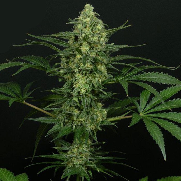 Ripper Seeds - Criminal + (fem.)