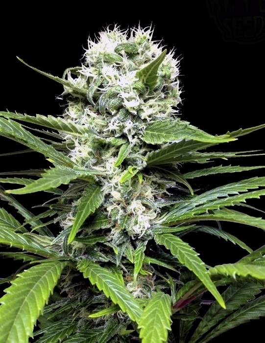 Ripper Seeds - Lemon Ice (fem.)