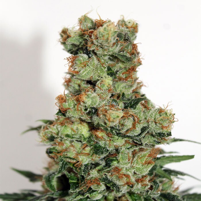 Ripper Seeds - Ripper Badazz (reg.)