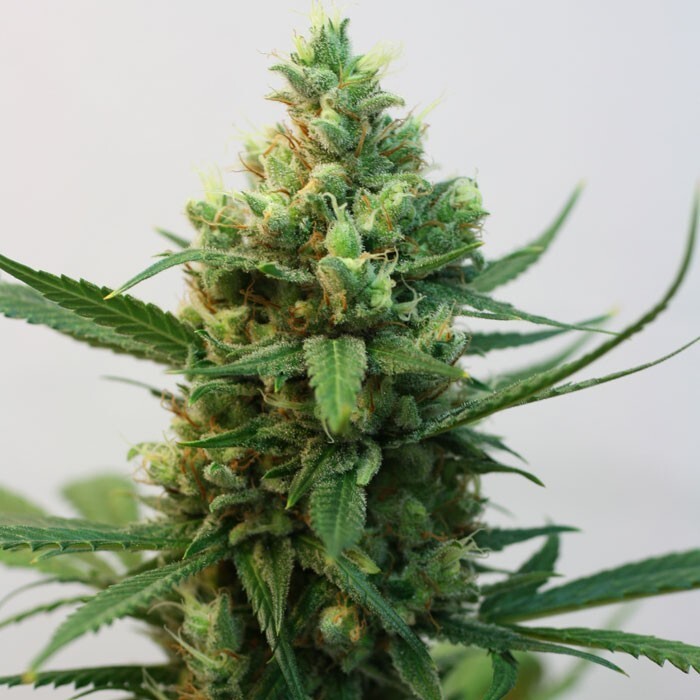 Ripper Seeds - Toxic (fem.)