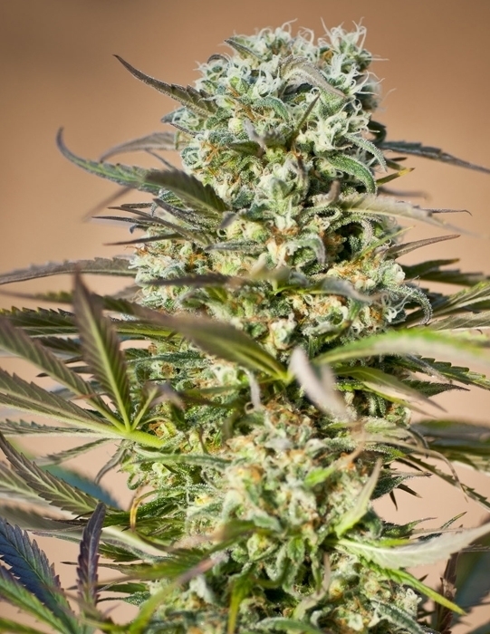 Ripper Seeds - Коллекция феминизированных семян марихуаны #1 (fem.)