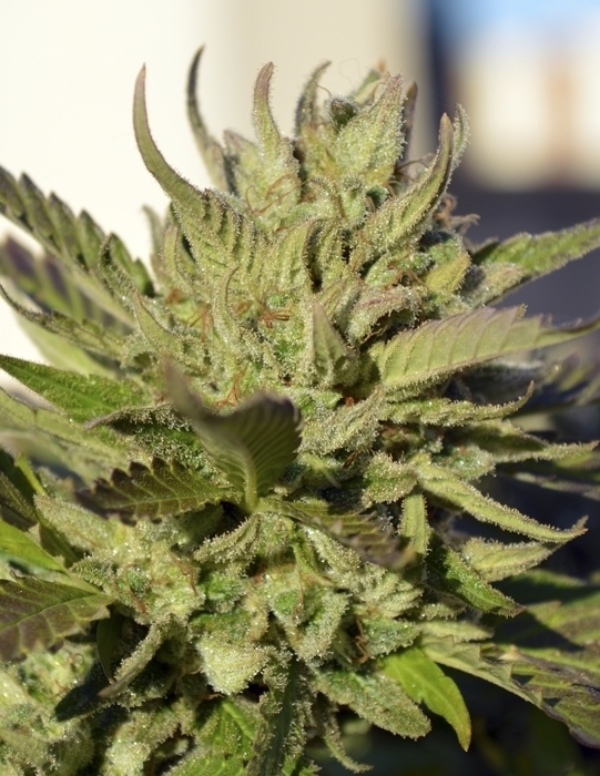 Ripper Seeds - Коллекция феминизированных семян марихуаны #1 (fem.)