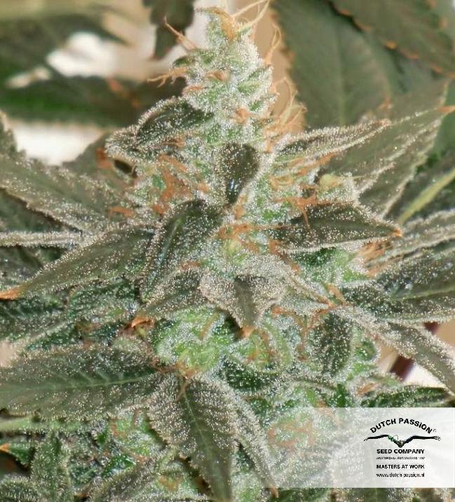 Dutch Passion - Blue Velvet ® (fem.)