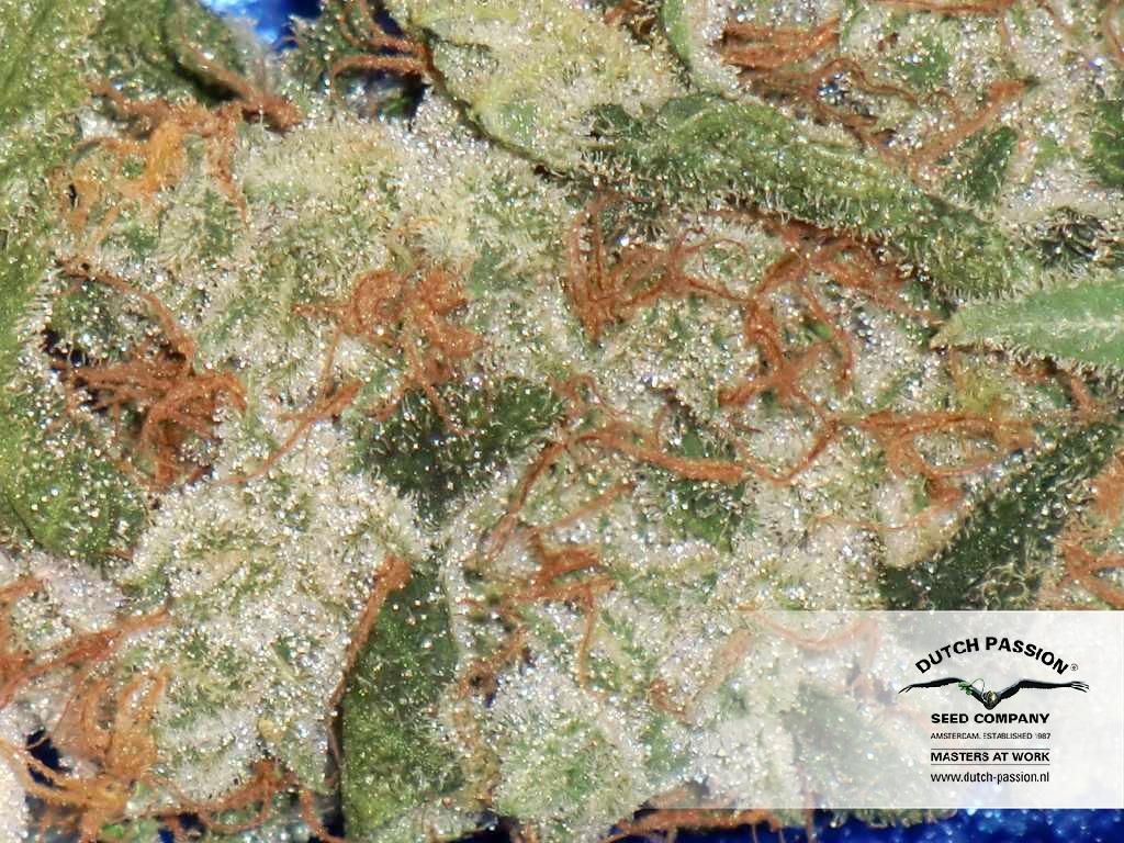 Dutch Passion - Blue Velvet ® (fem.)