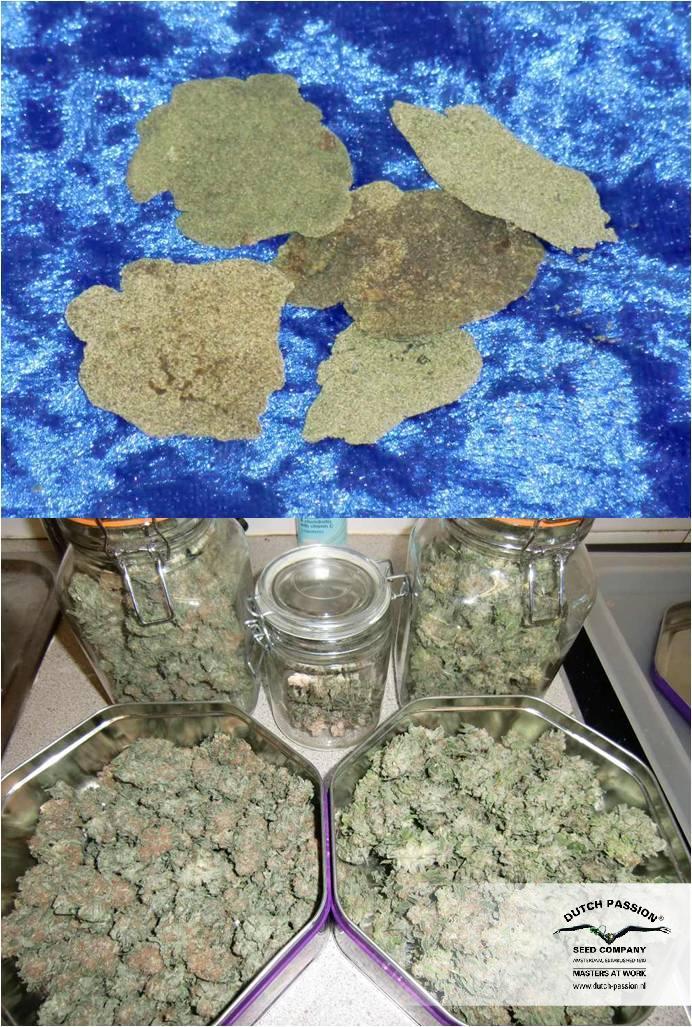 Dutch Passion - Blue Velvet ® (fem.)