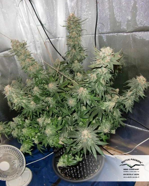 Dutch Passion - Blue Velvet ® (fem.)