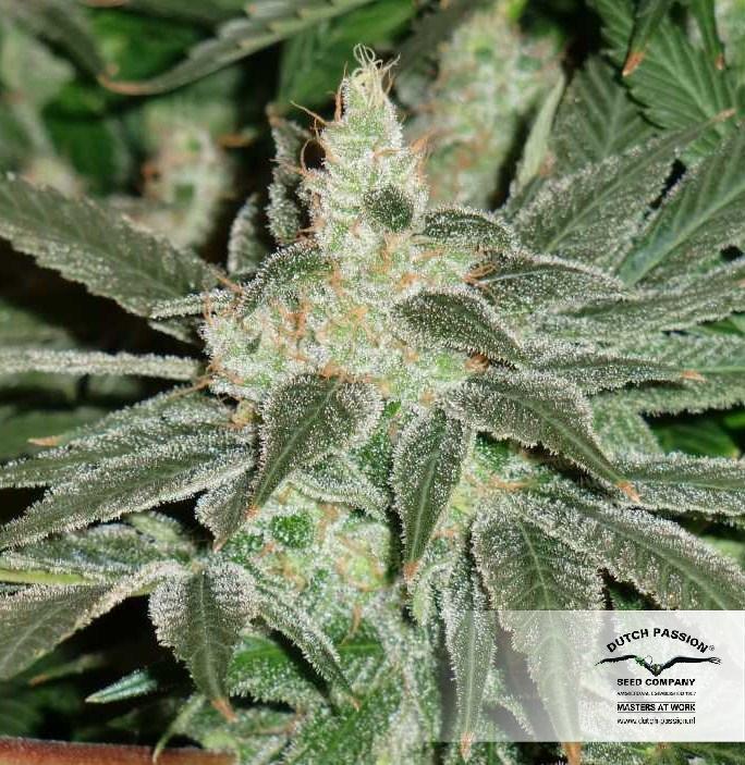Dutch Passion - Blue Velvet ® (fem.)
