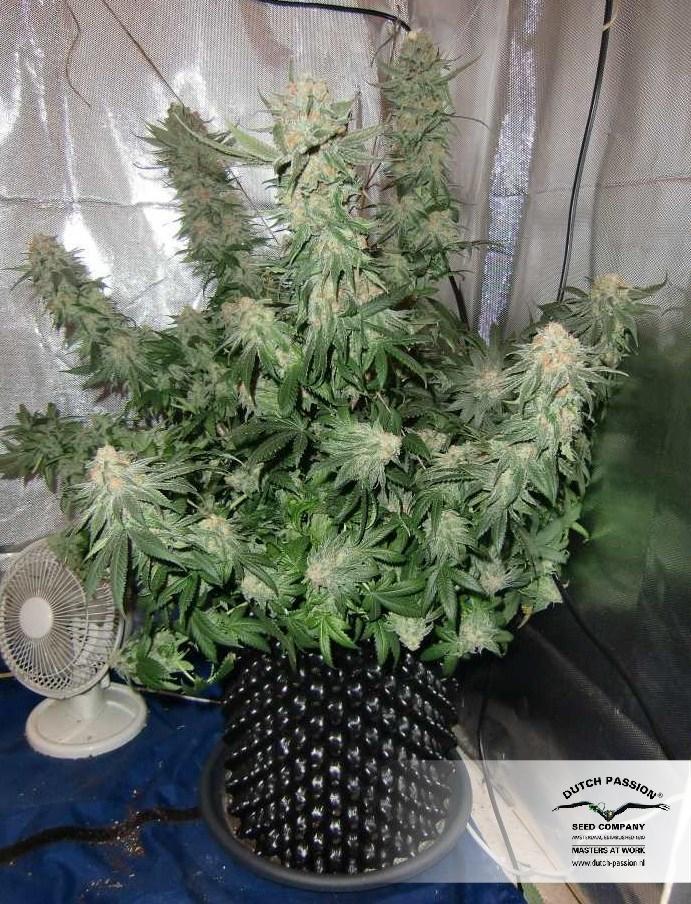 Dutch Passion - Blue Velvet ® (fem.)