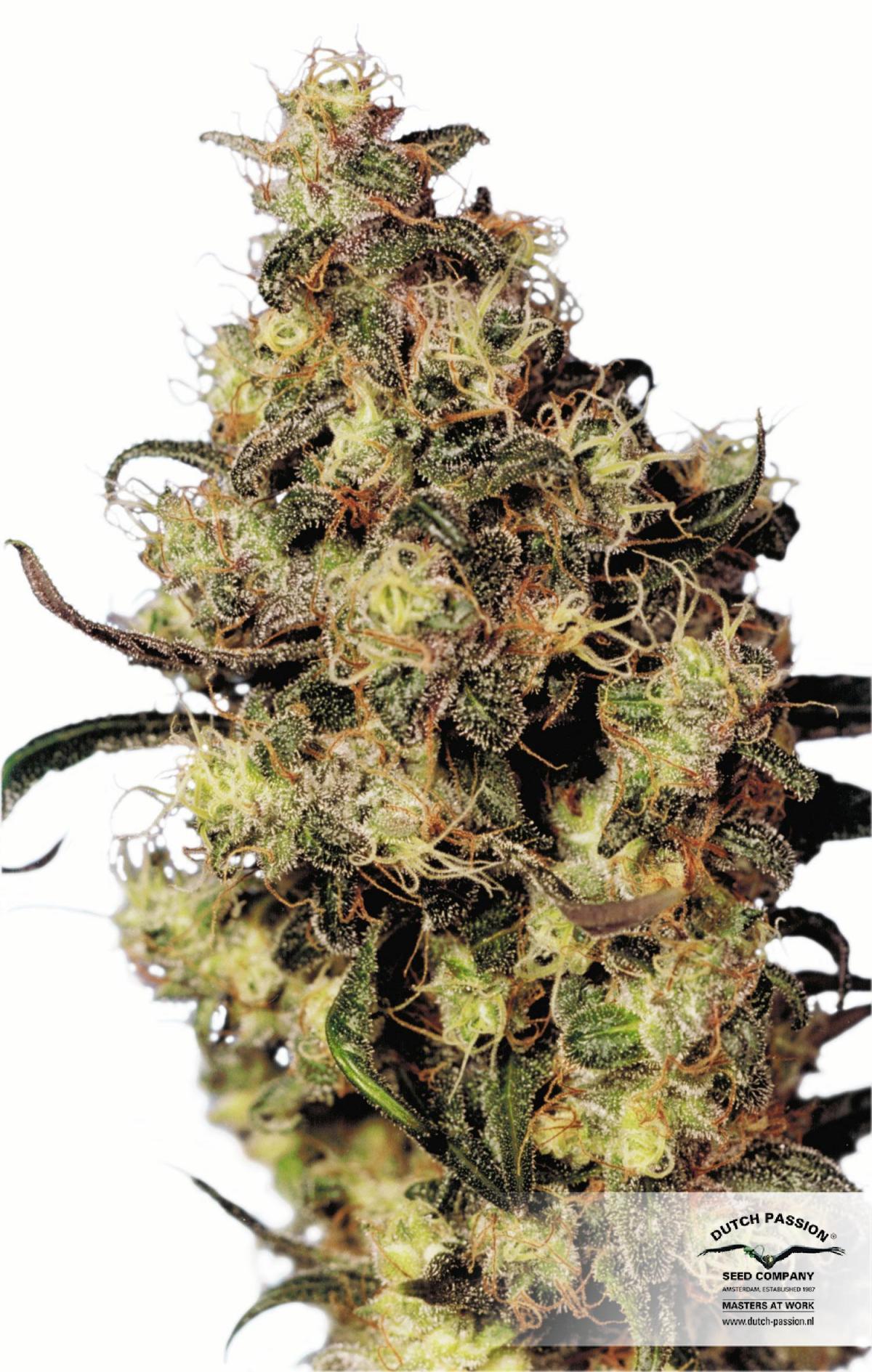 Dutch Passion - Blue Velvet ® (fem.)