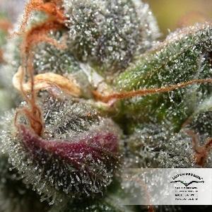 Dutch Passion - Blue Velvet ® (fem.)