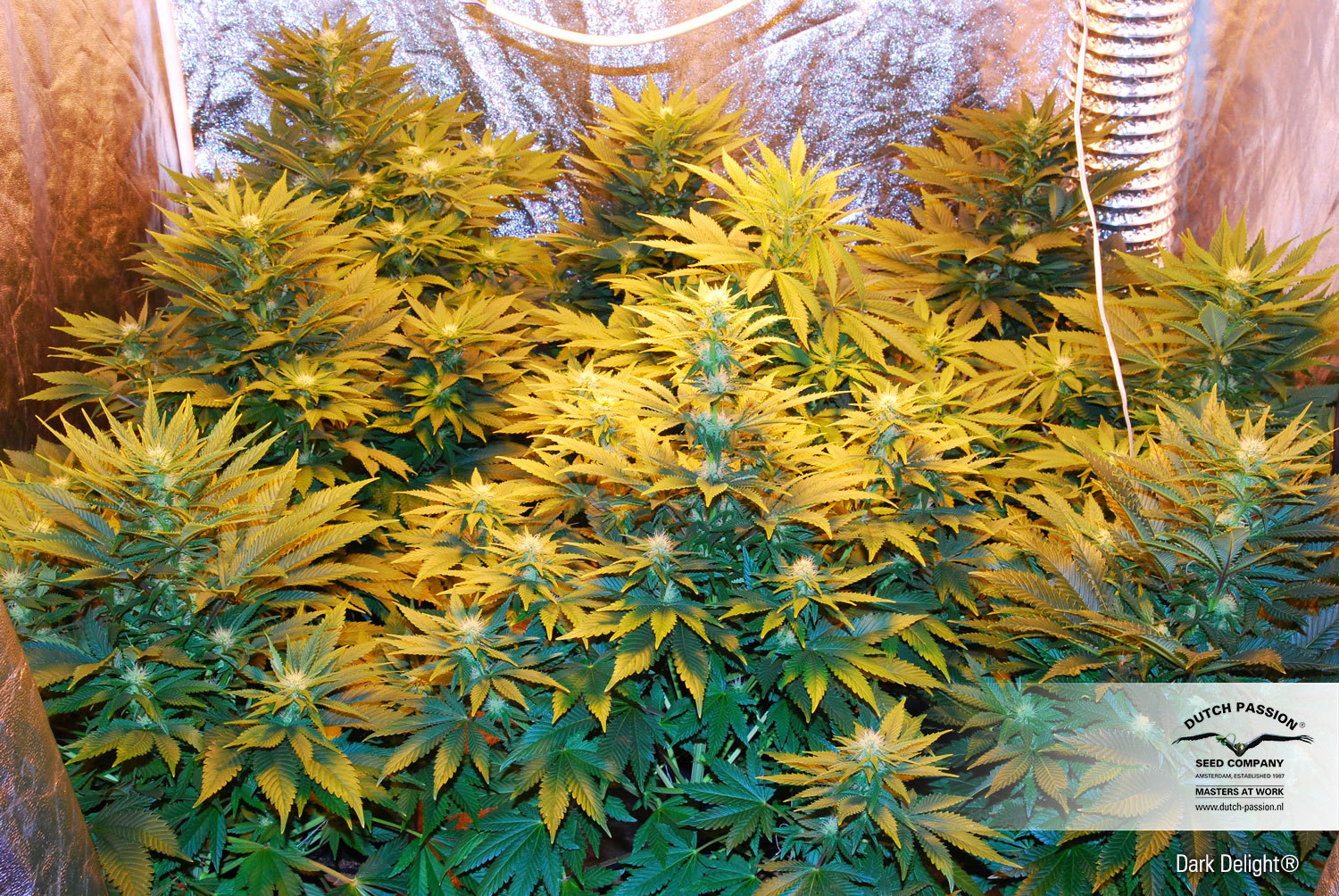 Dutch Passion - Dark Delight ® (fem.)