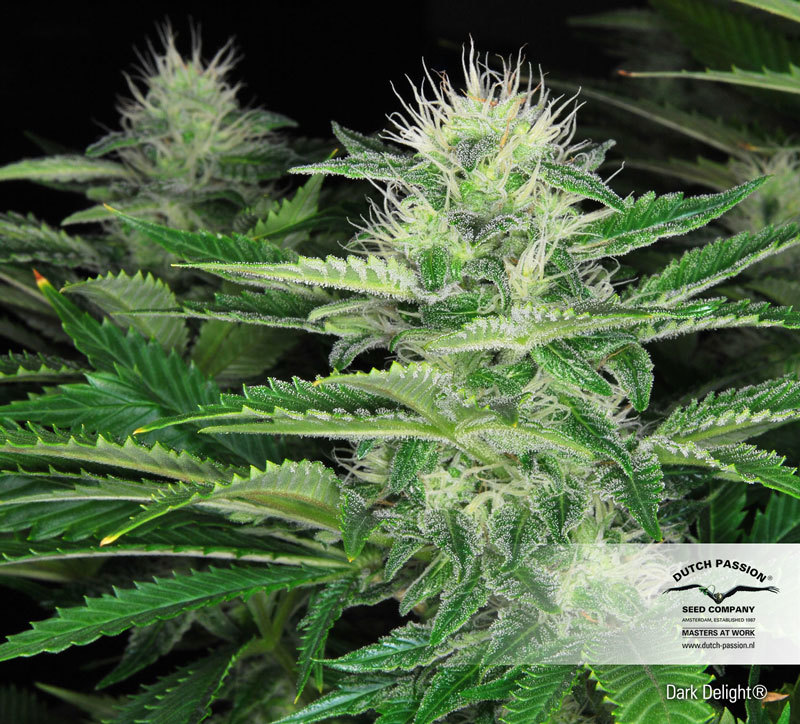 Dutch Passion - Dark Delight ® (fem.)