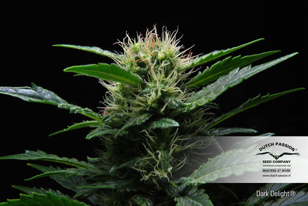 Dutch Passion - Dark Delight ® (fem.)
