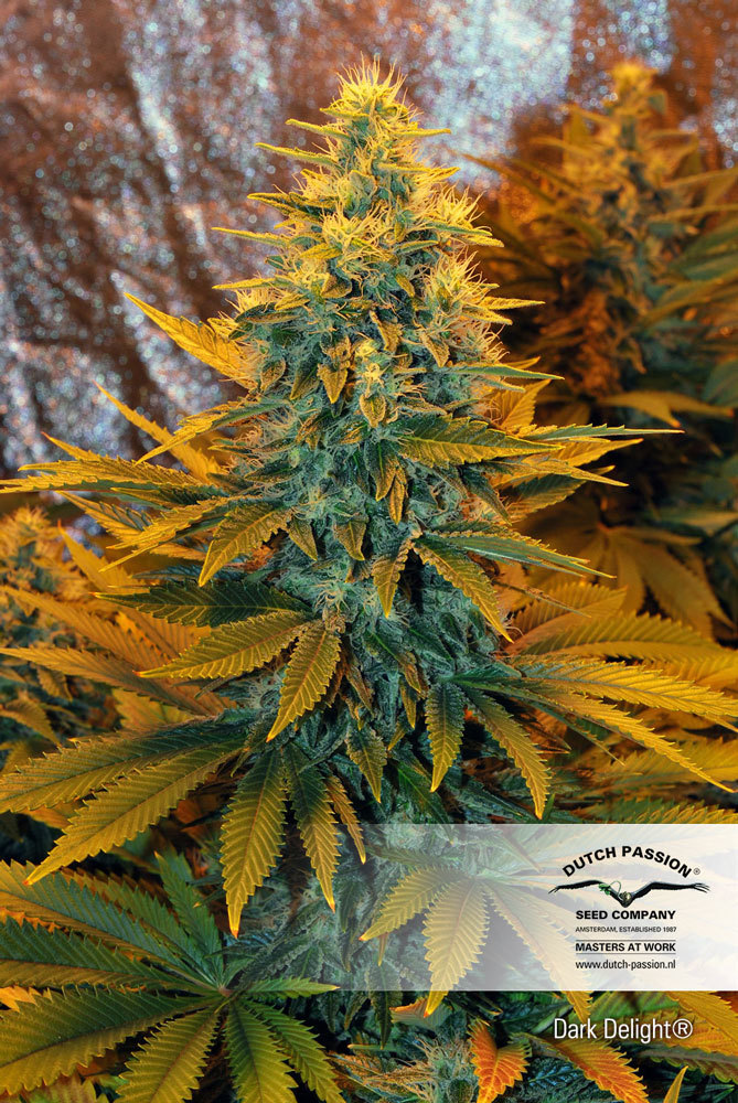 Dutch Passion - Dark Delight ® (fem.)
