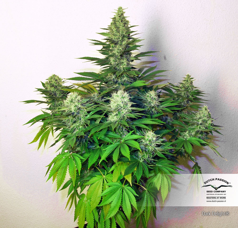 Dutch Passion - Dark Delight ® (fem.)