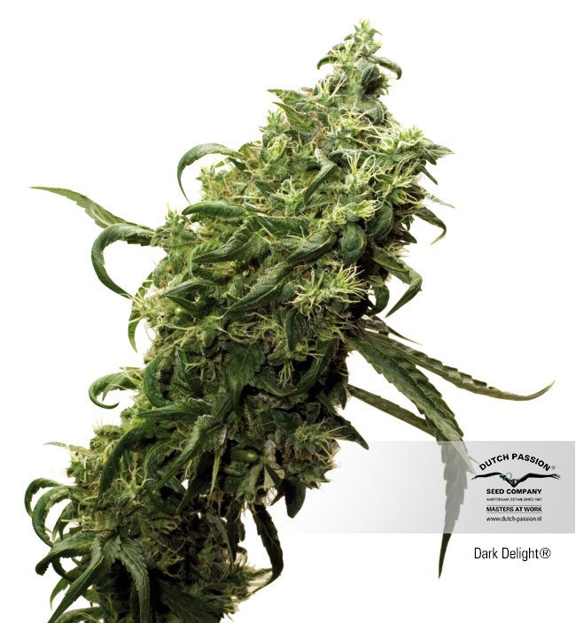 Dutch Passion - Dark Delight ® (fem.)