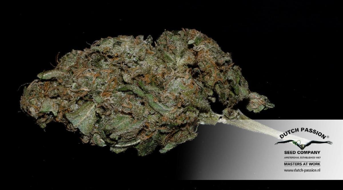 Dutch Passion - Dark Delight ® (fem.)