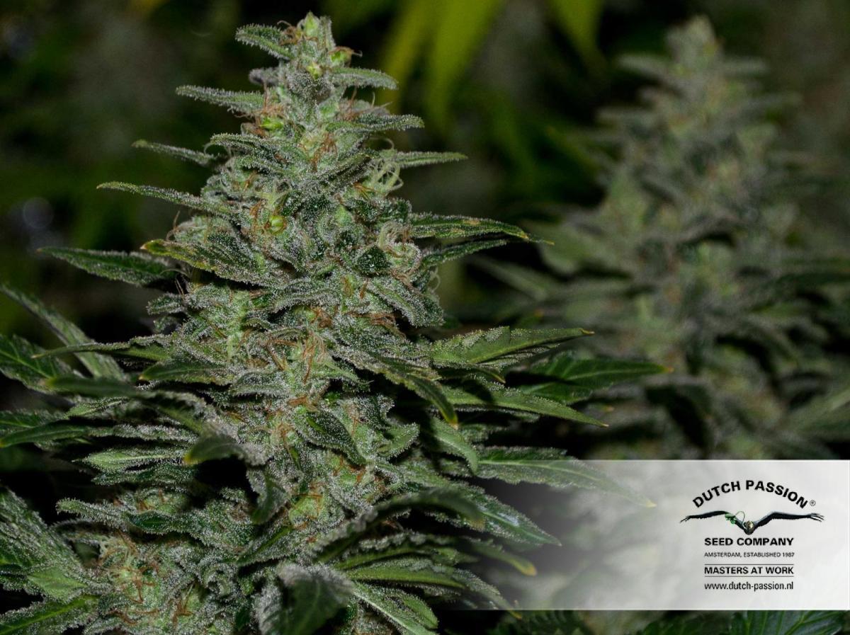Dutch Passion - Dark Delight ® (fem.)