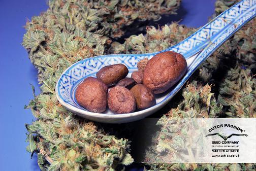 Dutch Passion - Dark Delight ® (fem.)