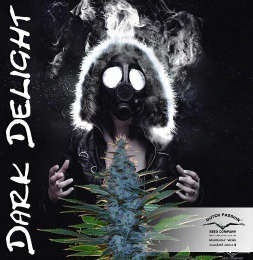 Dutch Passion - Dark Delight ® (fem.)