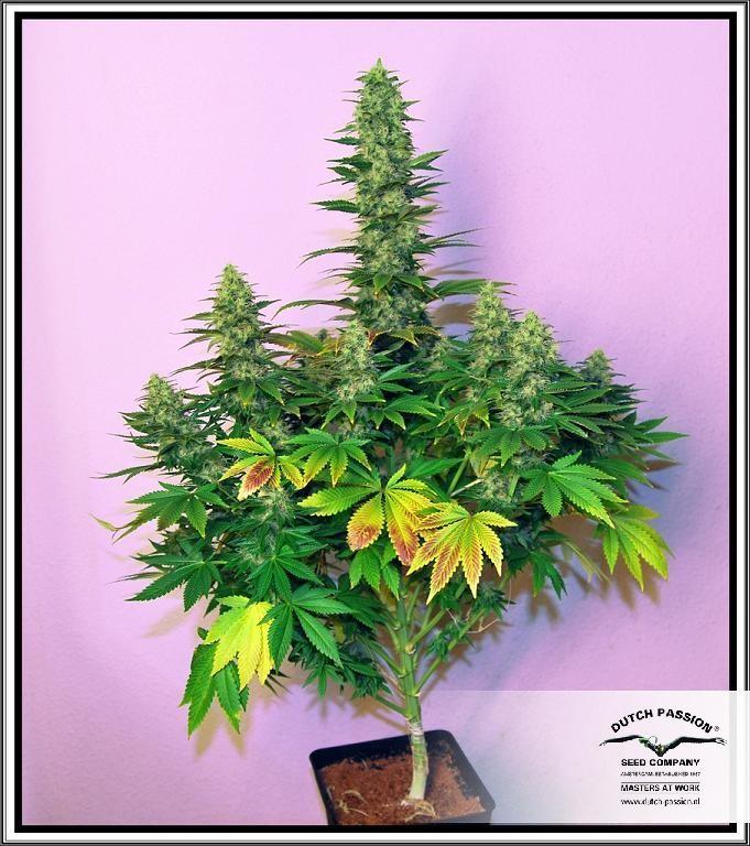Dutch Passion - Dark Delight ® (fem.)