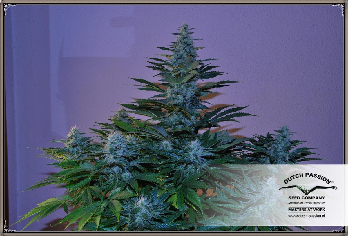 Dutch Passion - Dark Delight ® (fem.)