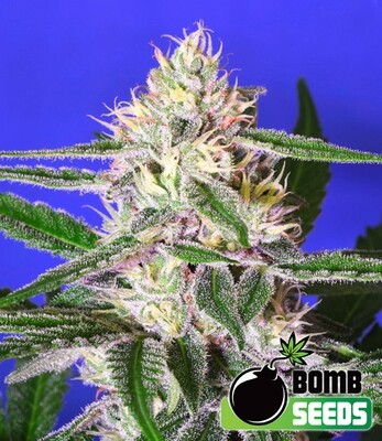Bomb Seeds - Edam Bomb (reg.) 05132
