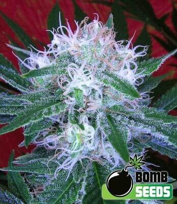 Bomb Seeds - Auto Bomb (auto/fem.) 00291