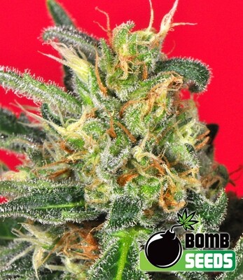 Bomb Seeds - Cluster Bomb (fem.) 00296