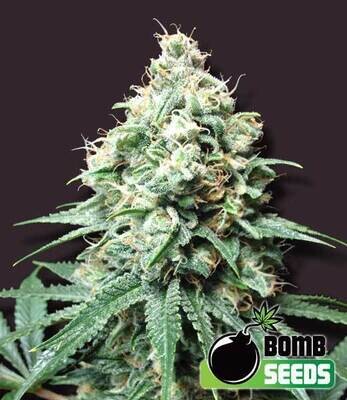 Bomb Seeds - Kush Bomb (fem.) 00316