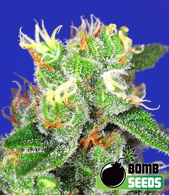 Bomb Seeds - Medi Bomb #2 (fem.) 00300