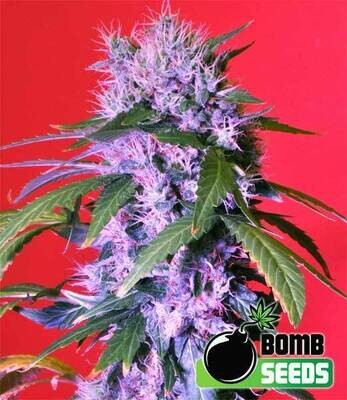 Bomb Seeds - Berry Bomb (fem.) 00292