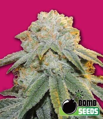 Bomb Seeds - Bubble Bomb (fem.) 00306