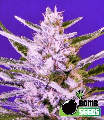 Bomb Seeds - Ice Bomb (fem.) 00298