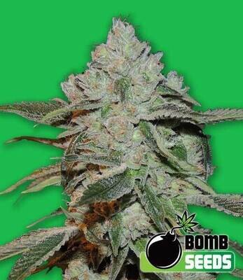 Bomb Seeds - Atomic (fem.) 00303