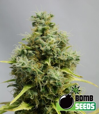 Bomb Seeds - Big Bomb (reg.) 04643