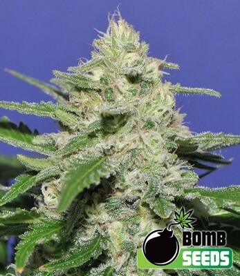 Bomb Seeds - Widow Bomb (fem.) 00302