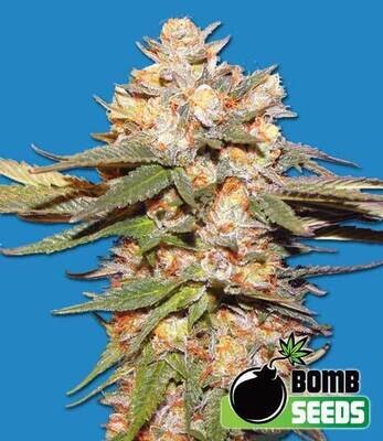 Bomb Seeds - Big Bomb Auto (auto/fem.) 00310