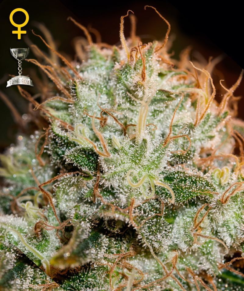 Green House Seeds - Kaia Kush (fem.)