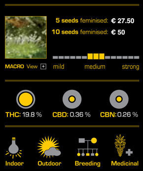 Green House Seeds - Kaia Kush (fem.)
