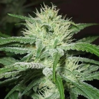 Female Seeds - Auto Speed Bud (auto/fem.)