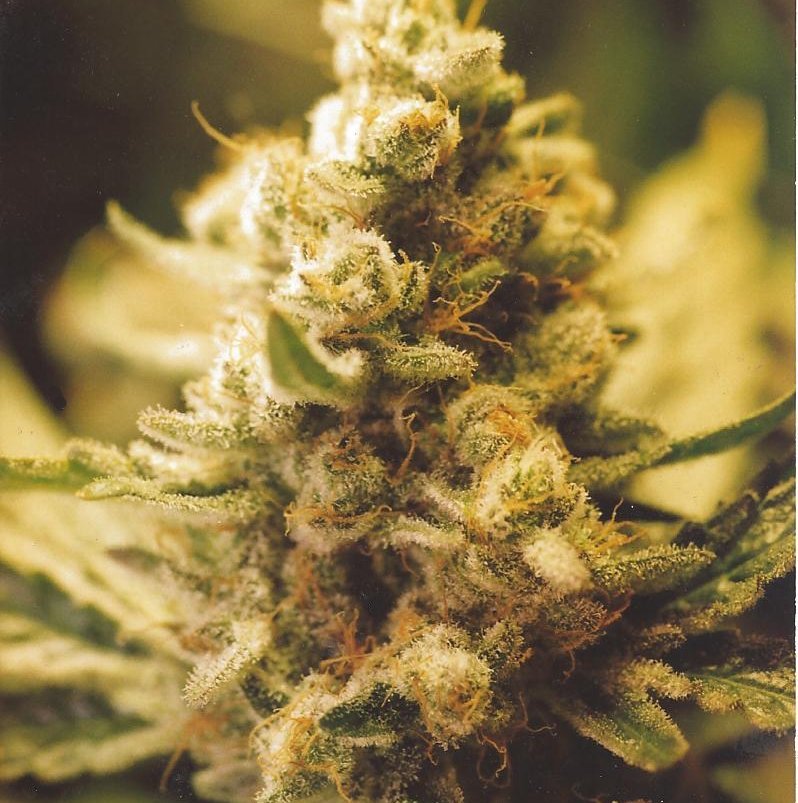 Female Seeds - Lemon Kush (fem.)