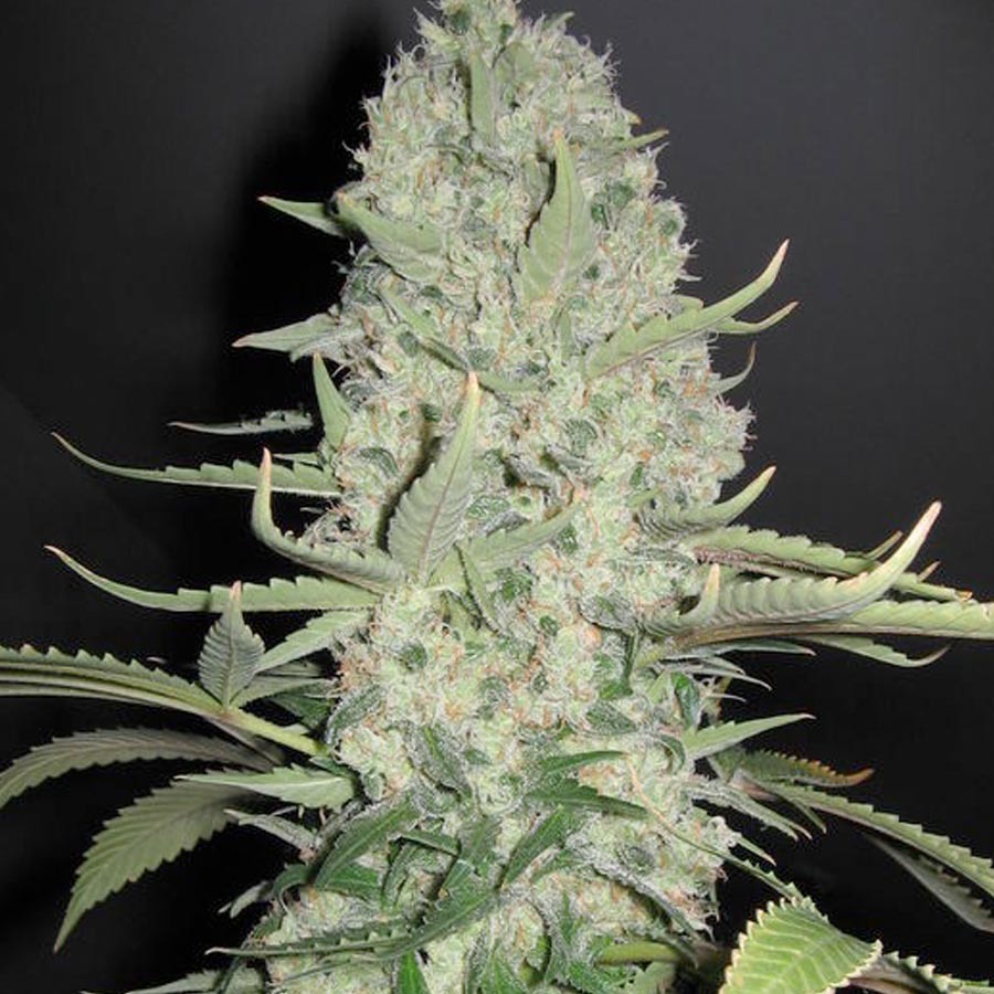 Female Seeds - White Widow x Big Bud (fem.)